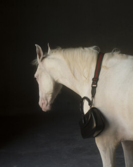 a little fly alf modeling agency india bombay delhi fashion shoot modelling dhruvin shah photographer platform magazine gucci editorial 