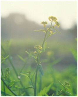 Close-up of a yellow wildflower with a soft-focus green background, captured in natural light by ALF photographer Tenzin Lhagyal 