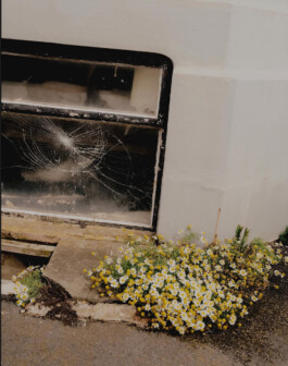 Cracked glass window above blooming wild daisies in a poetic urban street photograph by ALF photographer Tuhin Chandra 